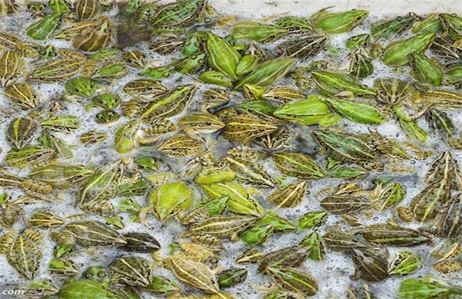 三天搞到十万块钱的路子:合法快速赚钱的实战指南 第2张 三天搞到十万块钱的路子:合法快速赚钱的实战指南 第2张