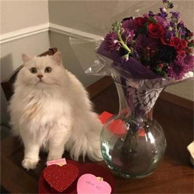 申请QQ号免费立即申请:3分钟快速注册,开启便捷社交生活