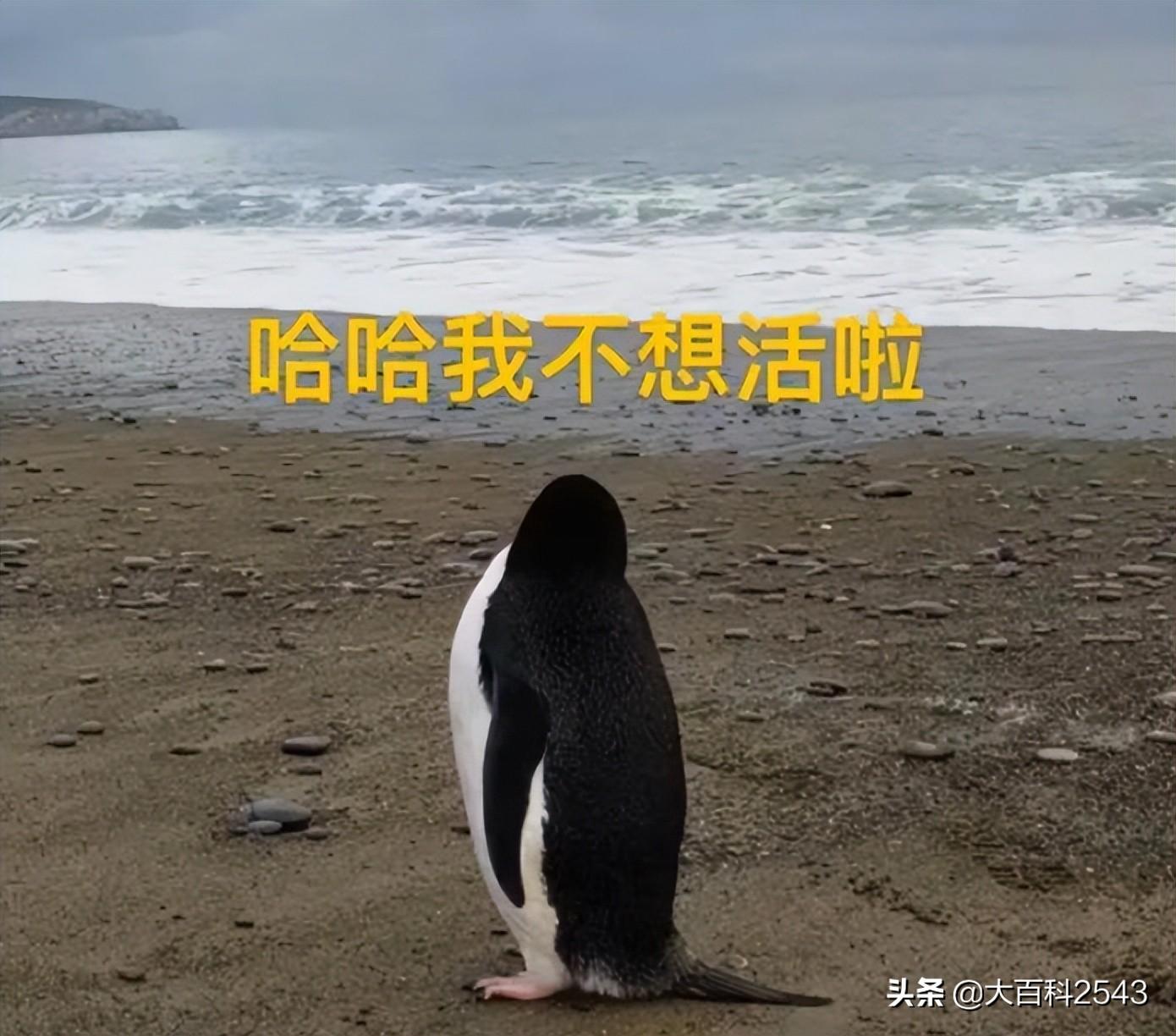 黑客在线qq接单盗号怎么办?紧急应对与全面防护指南 第2张 黑客在线qq接单盗号怎么办?紧急应对与全面防护指南 第2张